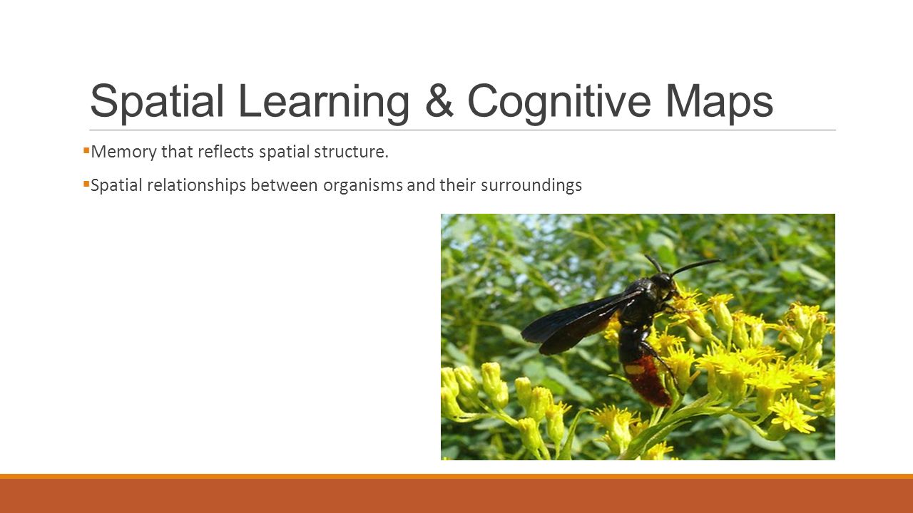 Relationship between learning and cognition